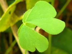 (Tall Wood Sorrel)