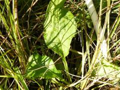 (Swamp Goldenrod)