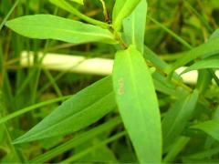 (Swamp Aster)