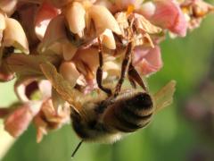 European Honey Bee dead on Common Milkweed