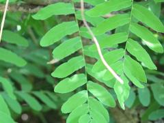 (American Royal Fern)