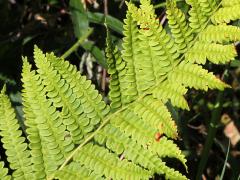 (Cinnamon Fern)