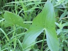 (Common Arrowhead)