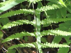 (Marsh Fern)