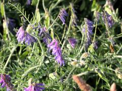 (Hairy Vetch)