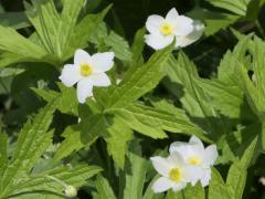 (Canada Anemone)