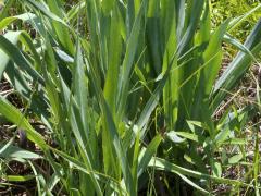 (Rattlesnake Master)