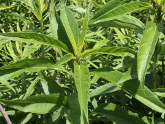 (Sawtooth Sunflower)