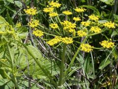 (Wild Parsnip)