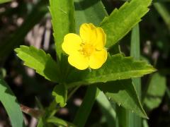 (Common Cinquefoil)