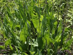 (Stiff Goldenrod) leaves