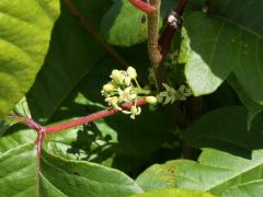 (Poison Ivy) flowers