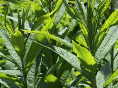 (Smooth Ironweed)