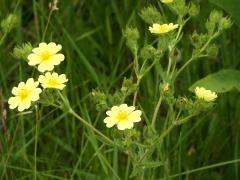 (Sulfur Cinquefoil)