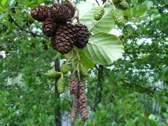 (European Alder)