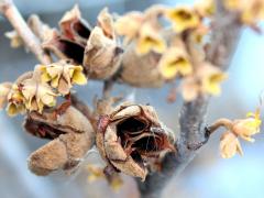 (Witch-hazel) capsules