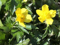 (Hispid Buttercup)