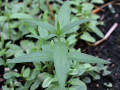 (Swamp Milkweed) seedling