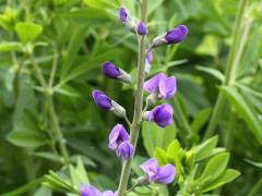 (Blue False Indigo)