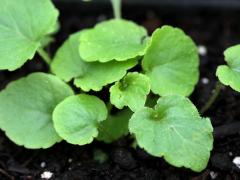 (Tall Bellflower) seedling