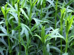 (Prairie Coreopsis)