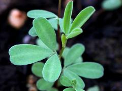 (White Prairie Clover) seedling