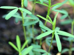 (Purple Prairie Clover) seedling