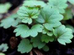 (Prairie Cinquefoil) seedling