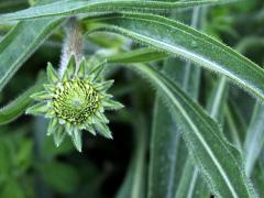 (Purple Coneflower)