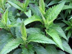 (Spotted Joe Pye Weed)