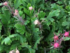 (Prairie Smoke)