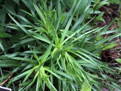 (Prairie Blazing Star)