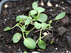 (False Dragonhead) seedling