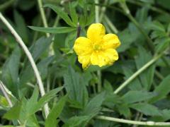 (Hispid Buttercup)