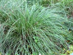 (Prairie Dropseed)