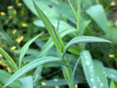 (Smooth Blue Aster)