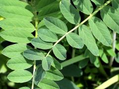 (Canadian Milk Vetch)