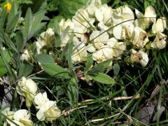 (Cream Wild Indigo)