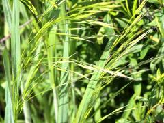 (Hungarian Brome)