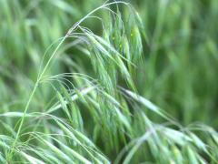 (Prairie Brome)