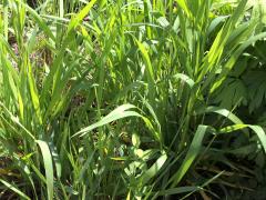 (Bottlebrush Grass)