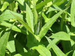 (Common Boneset)