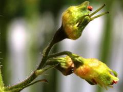 (Alum Root) buds