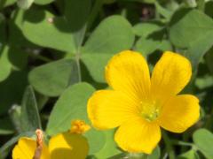 (Tall Wood Sorrel)