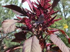 (Red Amaranth)