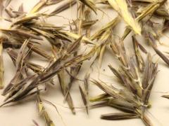 (Big Bluestem) seeds