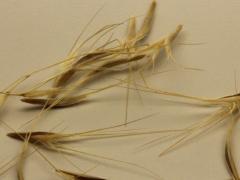 (Prairie Brome) seeds