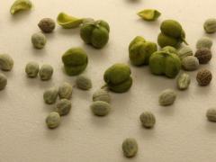 (Flowering Spurge) seeds