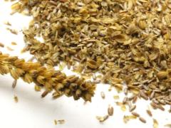 (Blue Vervain) seeds