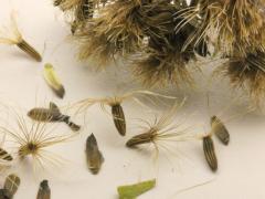 (Smooth Ironweed) seeds